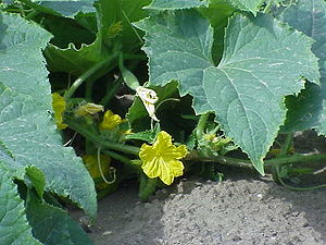 Gurk (Cucumis sativus)