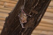 Brown bat