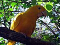 Guaruba, um dos pássaros exóticos do aviário