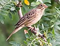 Kerti sármány (Emberiza hortulana)