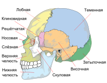 Human skull side simplified (bones) ru.svg