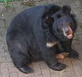 Ogrličar ali azijski črni medved (Ursus thibetanus)