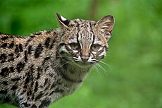 Margay ou Leopardus wiedii