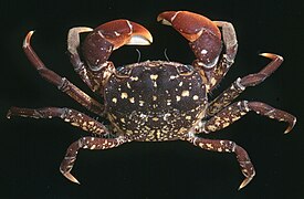 Paragrapsus laevis