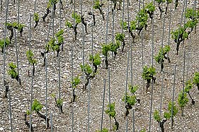 Plants de fendant à Loèche (Valais) menés sur échalas