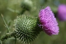 Spear Thistle Cirsium vulgare, Fort Custer.jpg