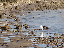 Aigrette garzette sur l'estran