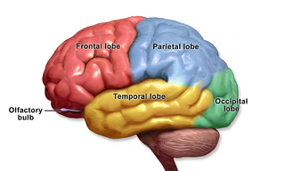 Brain lobes.