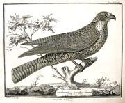 Planche de l’Ornithologie représentant un faucon. Gravure de François-Nicolas Martinet.