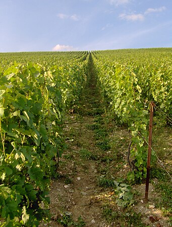 A vineyard in the Champage wine region of France.