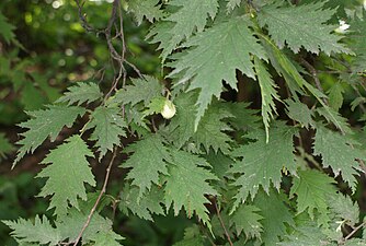 Corylus avellana ssp. Heterophylla