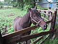 2017年8月11日 (金) 13:42時点における版のサムネイル