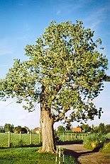 Hybrid Poplar