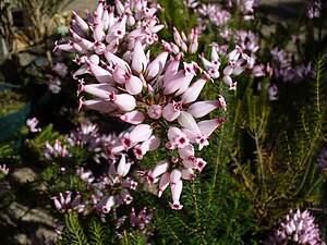 Erica excelsa.