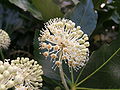 Fatsia japonica (Araliaceae)