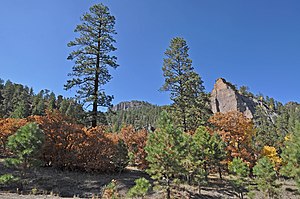 Chuska Mountains