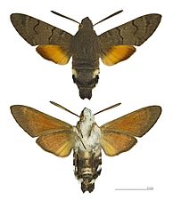 Macroglossum stellatarum