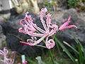 Nerine humilis