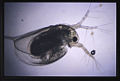 Kutu cai Daphnia