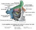 Coupe sagittale para-médiane