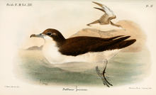 Persarlire, Puffinus persicus