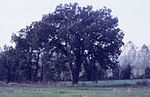 Roure del Massot (Moià)