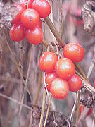 Fruits