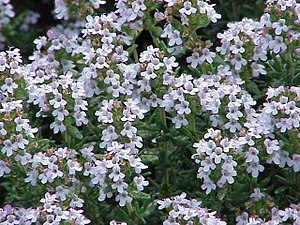 Thymus vulgaris