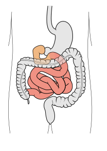 Tractus intestinalis intestinum tenue.svg