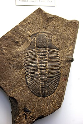 Ogygopsis