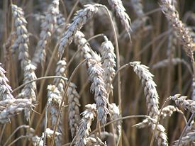 Triticum sp.