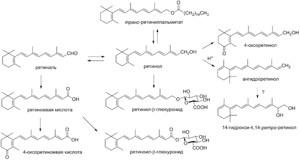 A vitamini metabolizmi