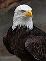 Portrait eines Weisskopfseeadler