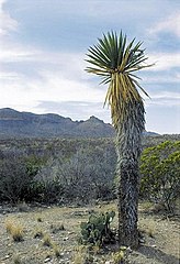 Yucca carnerosana