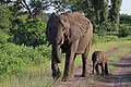 23. Afrikai elefánttehén (Loxodonta africana) hathetes borjával a zimbabwei Matetsi Safari területén, a Botswana felőli határon (javítás)/(csere)