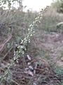 Der Fremde Österreich-Wermut (Artemisia repens, Artemisia austriaca var. advena) ist in Österreich nur vom Verschiebebahnhof Breitenlee bekannt.[10]