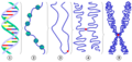 Simplified models of chromatin.