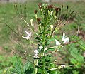 Cleome gynandra met gynofoor (middelste, linkse bloem)