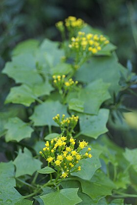 Delairea odorata (anteriormente Senecio mikanioides).