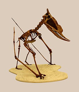 Реконструкция скелета Dsungaripterus weii
