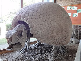 Fóssil da espécie Glyptodon munizi no Museu Lorenzo Scaglia, Mar del Plata, Argentina