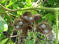 Caesalpinia bonduc の裂開した豆果と種子