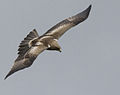 Booted Eagle showing the "Landing Lights" white markings on the wings/shoulders. An aid to identify this raptor. Sighting: Bundala, Sri Lanka