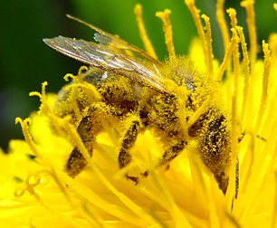 Pollinisation d’une fleur d'un pissenlit (genre indéterminé, sans doute Taraxacum) par une abeille : on peut voir la quantité de pollen accroché aux poils de l’insecte. (définition réelle 1 692 × 1 394)