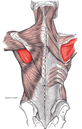 Musculus infraspinatus