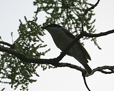 En Jayanti en el Parque nacional de Buxa del distrito de Jalpaiguri, Bengala Occidental, India.