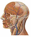 Lateral head anatomy detail