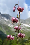 Lilium martagon