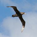 Southern giant petrel (macronectes giganteus), also known as the Antarctic giant petrel, giant fulmar, stinker, and stinkpot.