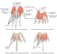 Muscles de la main palmaire